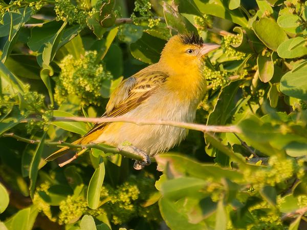 Lesser masked weaver (Ploceus intermedius)